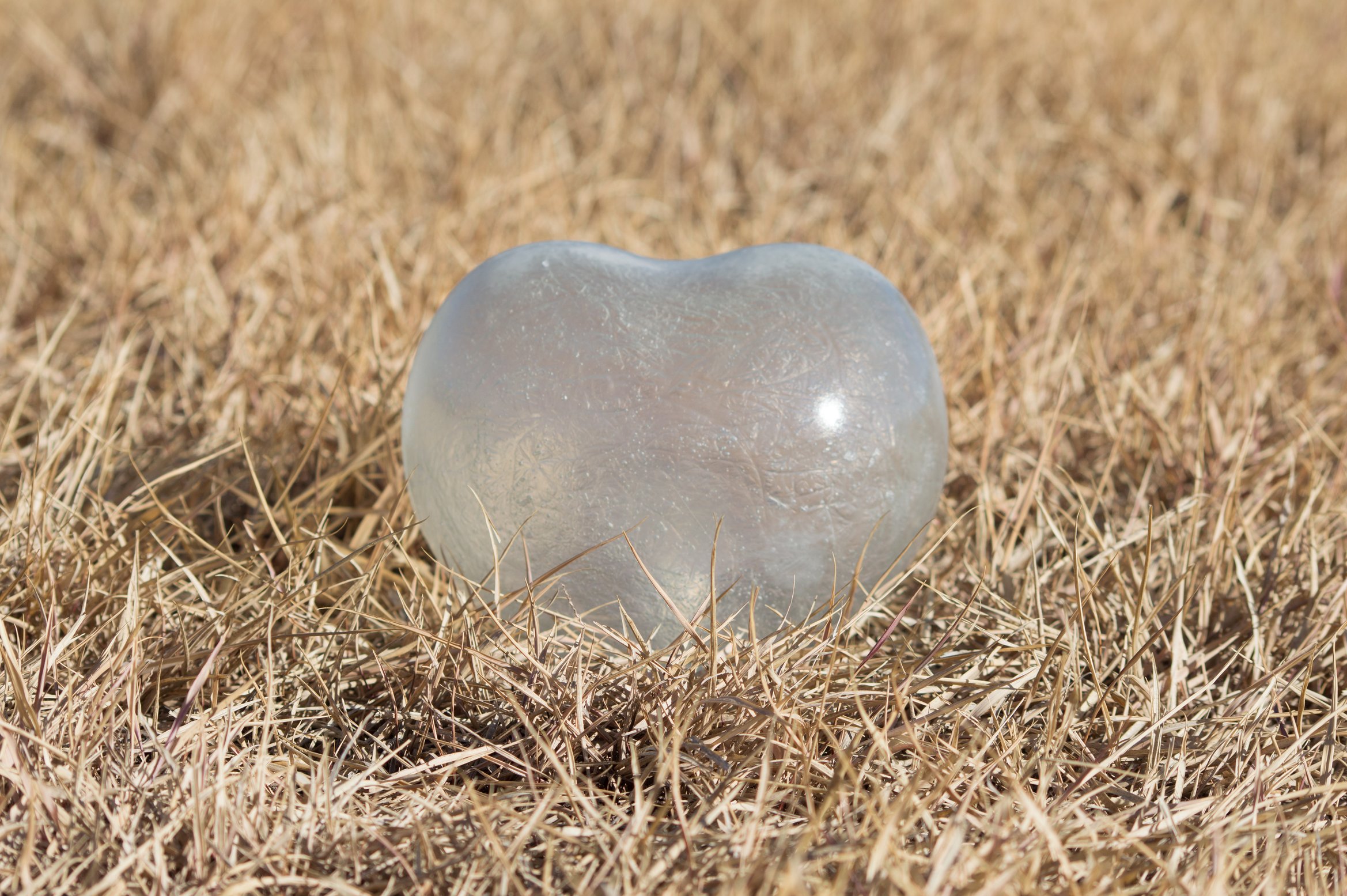 mameが草むらに一つだけ置かれている写真。正面から。