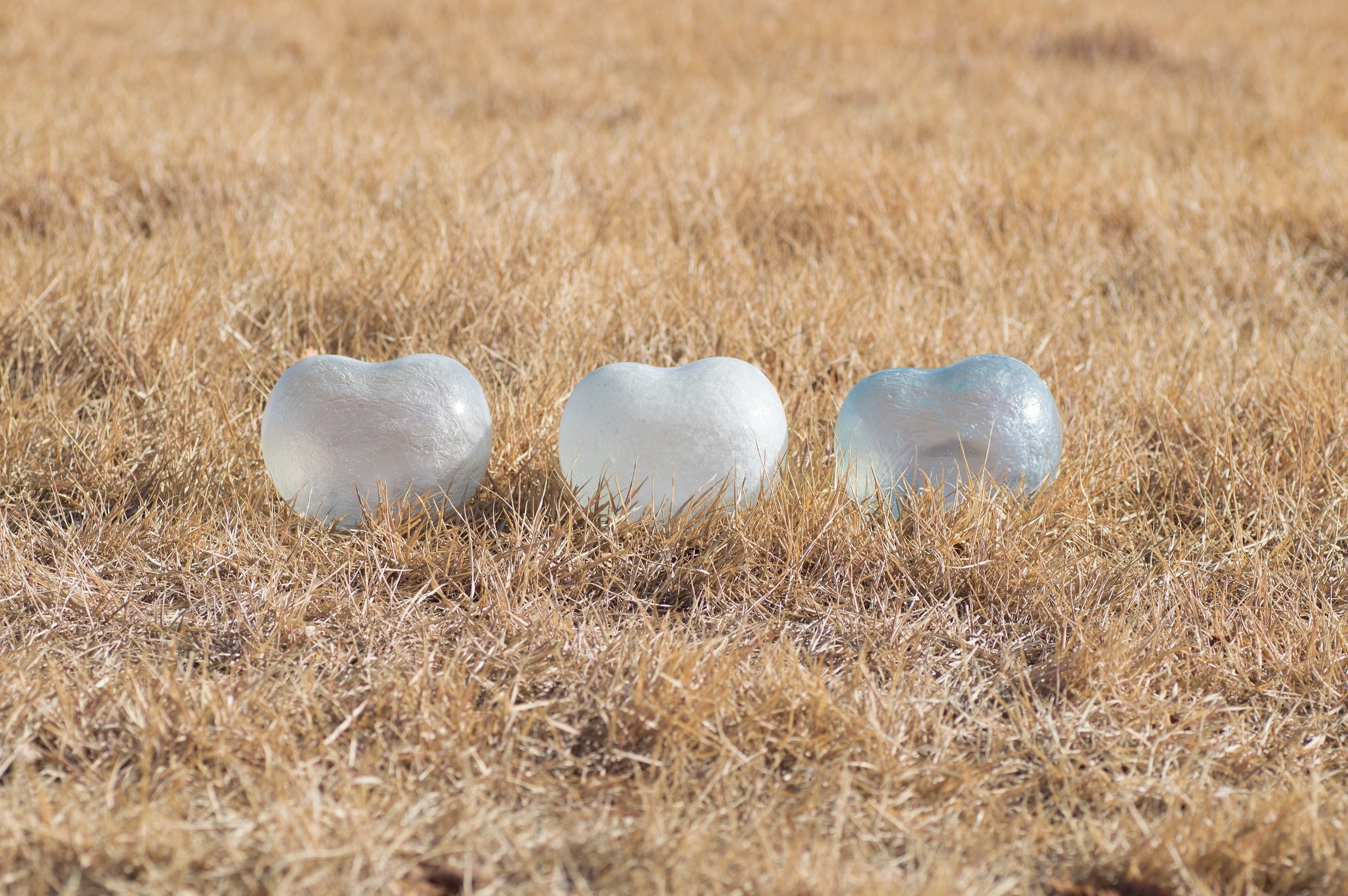 mameが草むらに置かれている写真。正面から。