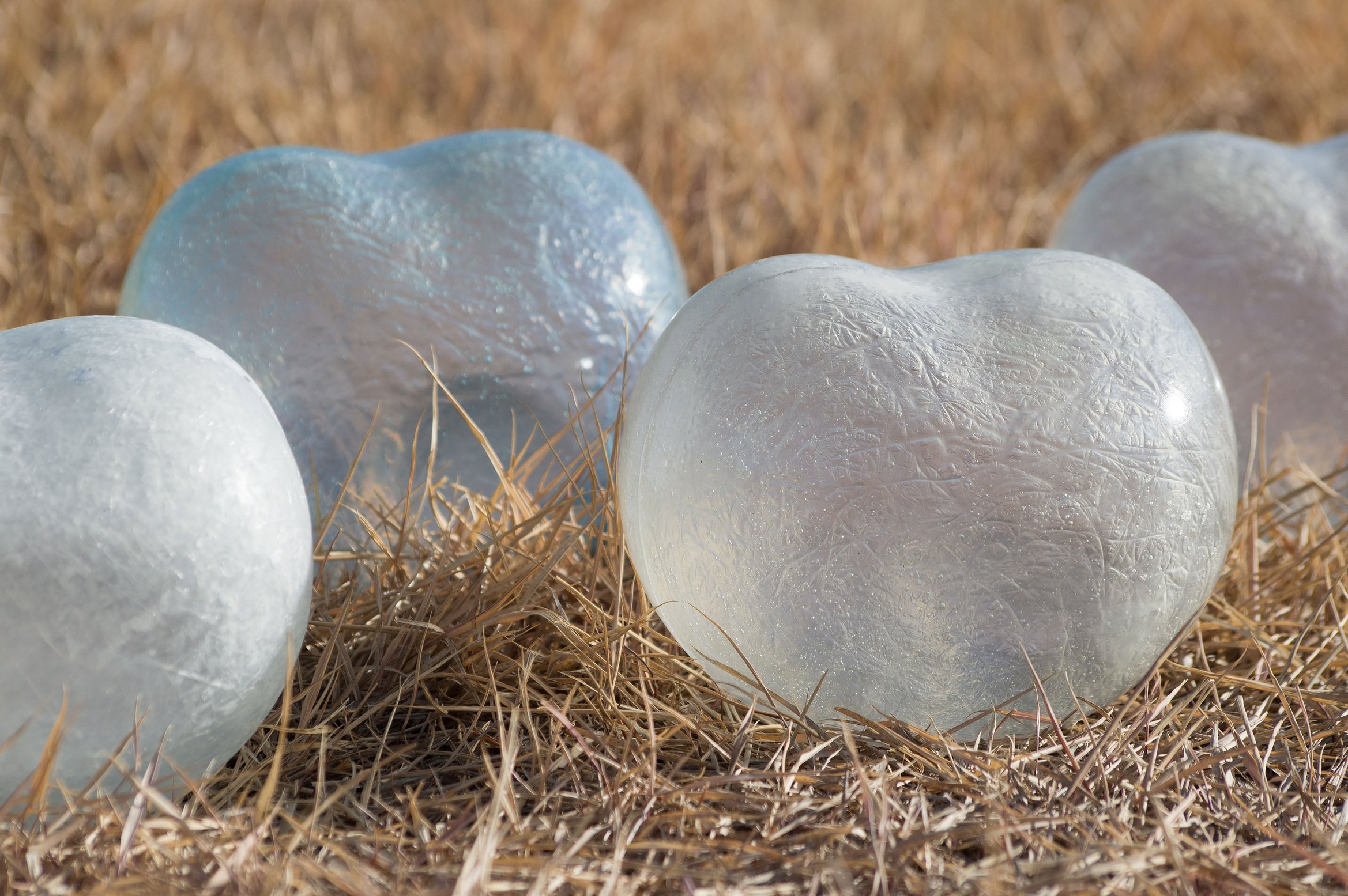 mameが草むらに置かれている写真