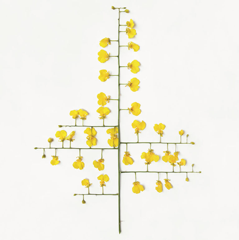 Plant ratio