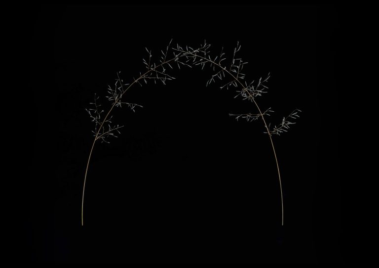 Airy Line 雑草の彫刻